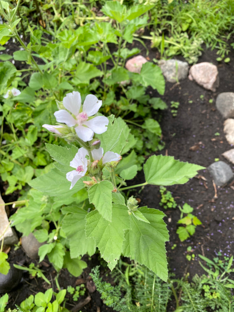 Welcome to Violet Fox Apothecary